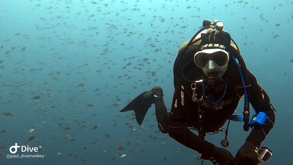 Lee diving in NZ